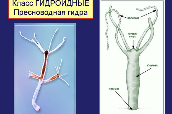 Кракен зеркало сегодня