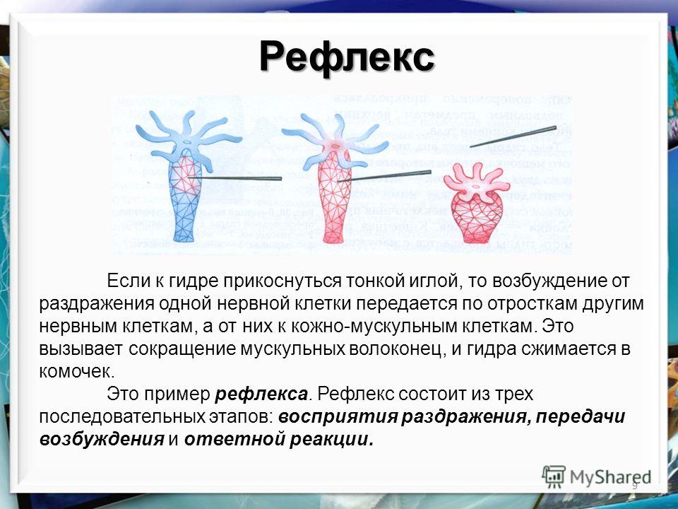 Даркнет сайт скачать